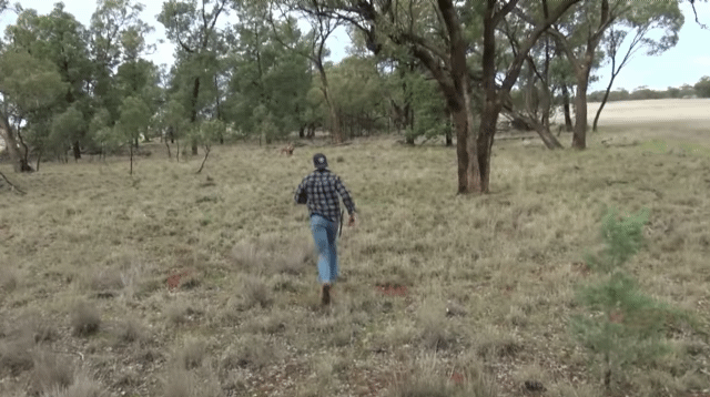 개에게 헤드락 걸고 있는 캥거루와 맨손으로 맞짱 뜬 사육사.gif | 인스티즈