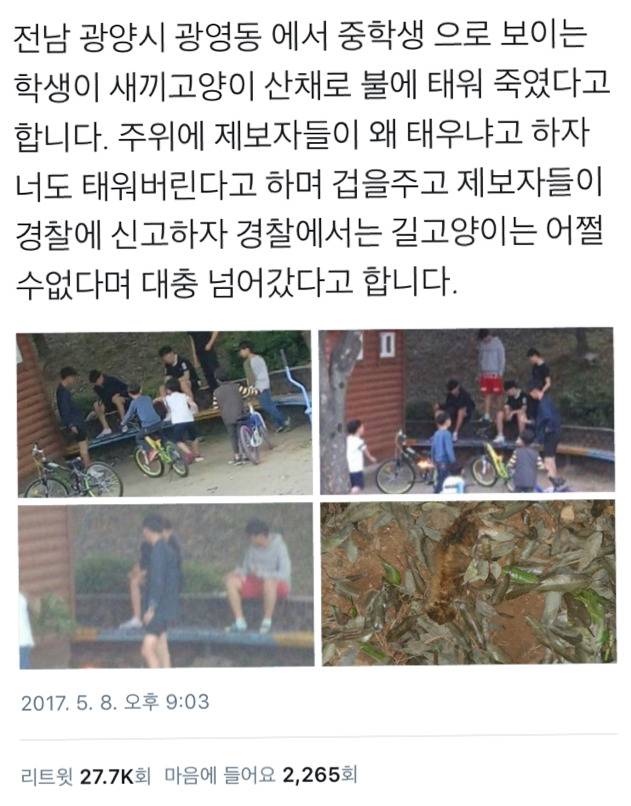 전남 광양시 광양동에서 중딩들 죽은 고양이시체 불태워죽이고 경찰도 그냥 넘어감 (사진있어 조심해) | 인스티즈