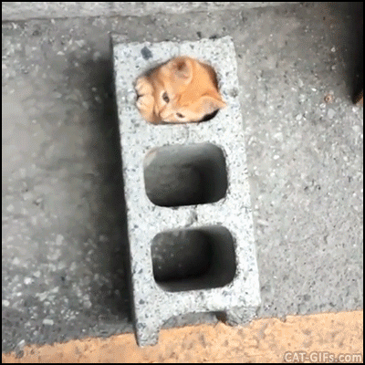 고양이 움짤모음.gif | 인스티즈