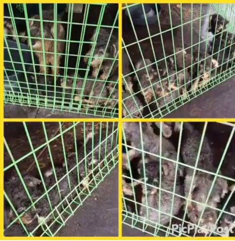 진해유기동물 보호소에 한꺼번에 몇십마리 슈나우저가 구조되어 들어왔어. 하필이면 계속 내리는 비에 온몸이 젖어 덜덜덜 떨고 있대... 한번만 봐줘 | 인스티즈