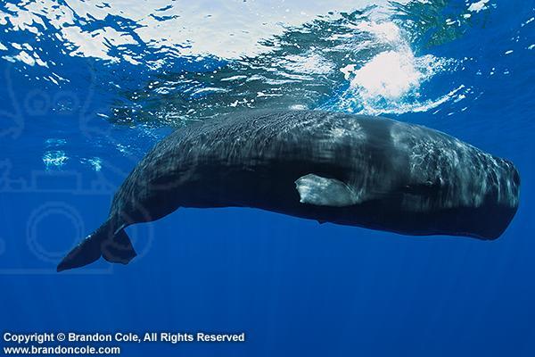 바다 가면 흔하게 볼 수 있는 한 덩치 하는 것들 | 인스티즈