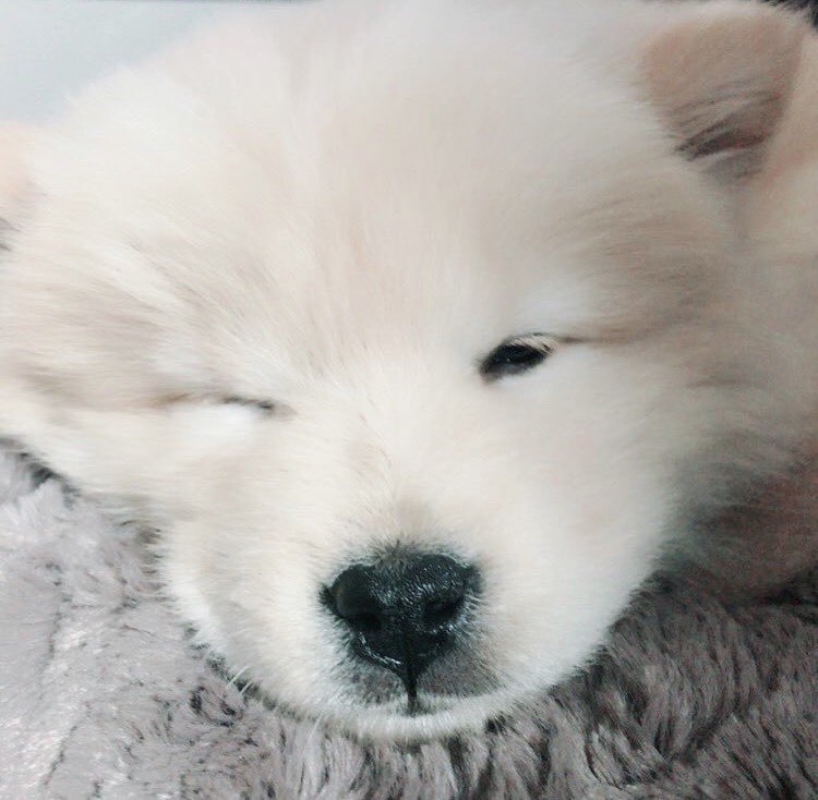 나인뮤지스 경리가 키우는 강아지 ㅠ 귀엽긔 ㅠ.jpgif | 인스티즈