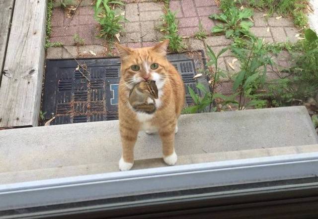 하룻다람쥐 고양이 무서운줄 모른다 | 인스티즈