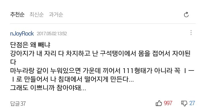 강아지와 침대에서 함께 자면 좋은이유 7가지 | 인스티즈