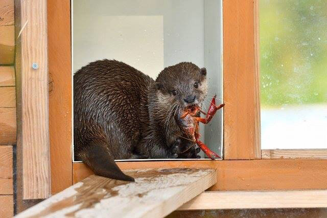 귀여운 동물 칭구칭구들 | 인스티즈