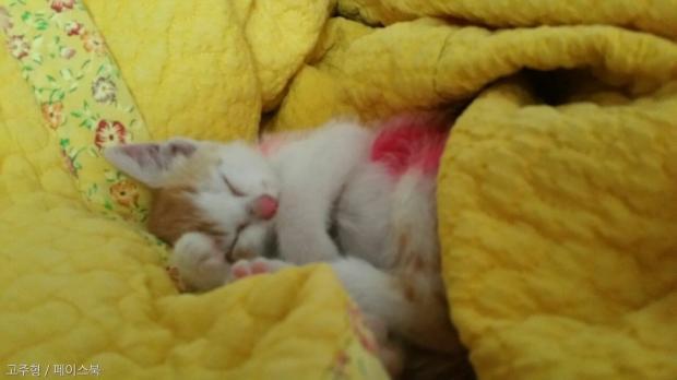 빨간색 마카로 아기고양이 염색한 초등학생들 | 인스티즈