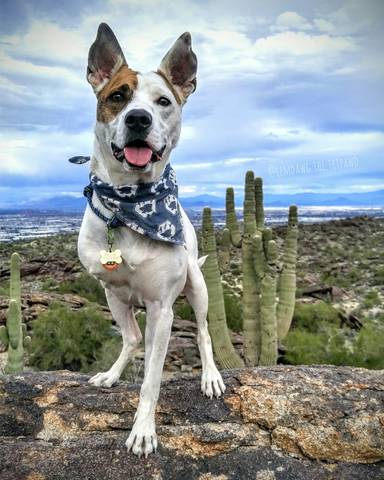 한쪽 다리가 없는 강아지와 여행하기... | 인스티즈