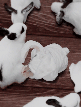 트와이스 애완동물 토끼 다현.gif | 인스티즈