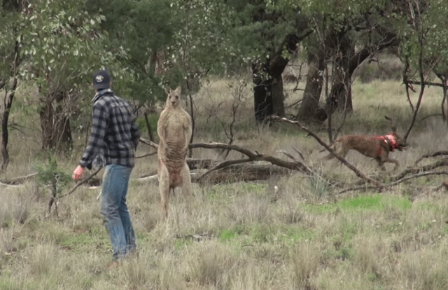 개에게 헤드락 걸고 있는 캥거루와 맨손으로 맞짱 뜬 사육사.gif | 인스티즈