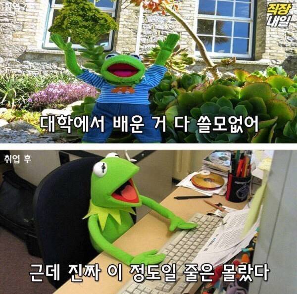 월요병걸린 쌍커들을 위한 취직전 vs 취직후 (개구리 귀여움 주의)-이미지 추가 | 인스티즈