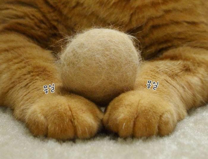 고양이 털로 만든 고양이 | 인스티즈