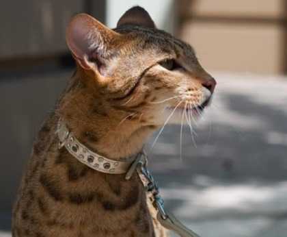 상류층만 키운다는 사바나캣 | 인스티즈