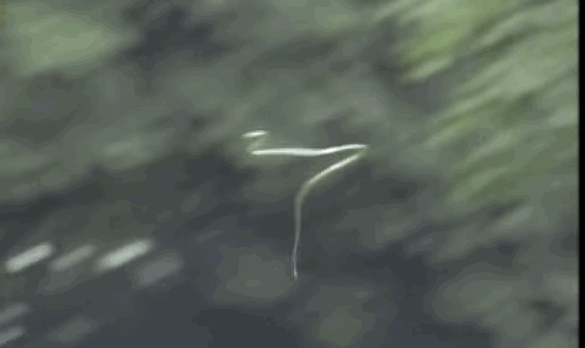 날아다니는 뱀 | 인스티즈