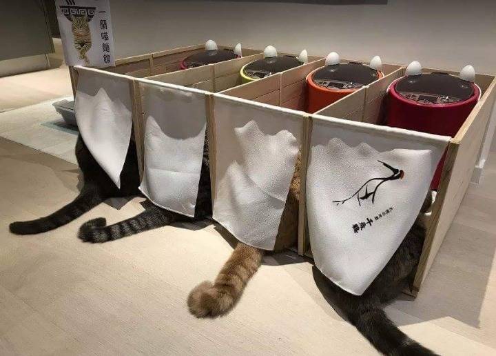 고양이들이 서로 밥을 뺏어먹길래 고안해낸 방법 | 인스티즈