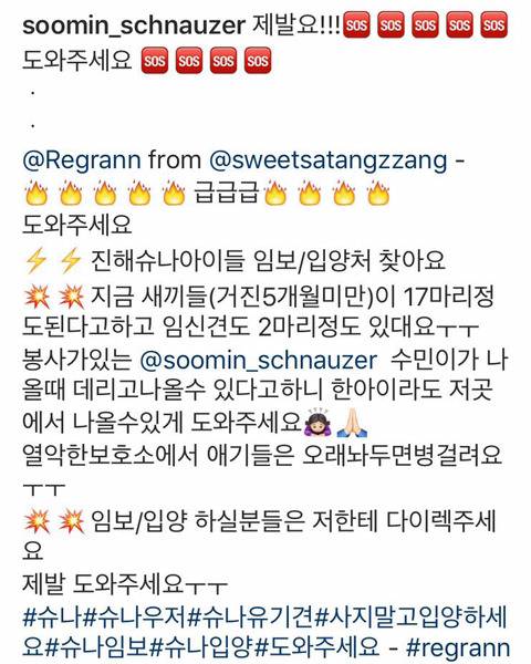 진해유기동물 보호소에 한꺼번에 몇십마리 슈나우저가 구조되어 들어왔어. 하필이면 계속 내리는 비에 온몸이 젖어 덜덜덜 떨고 있대... 한번만 봐줘 | 인스티즈