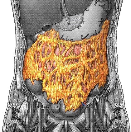 내장지방놈의 역사를 알아보고 죽여버리자 | 인스티즈