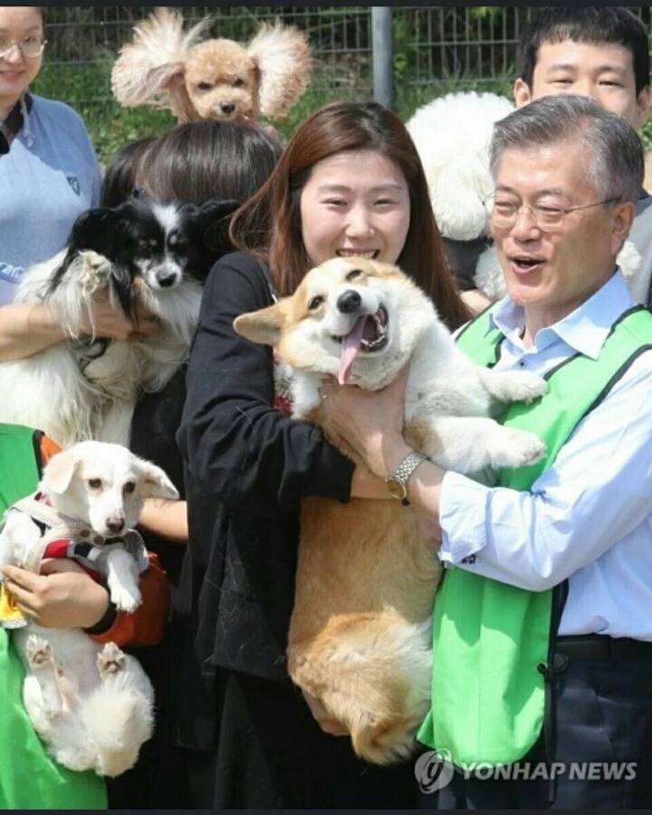 개들에게 있어서 마약 같은 문재인의 손터치.jpg | 인스티즈