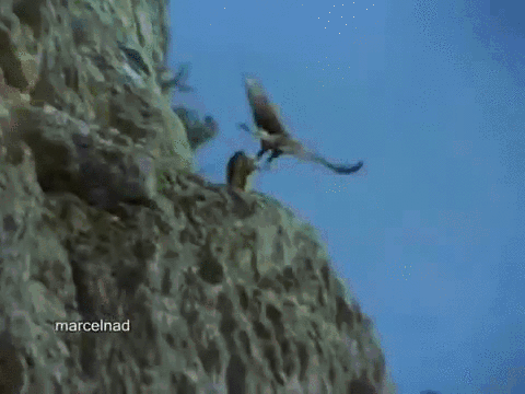 독수리의 사냥.gif | 인스티즈