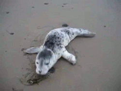 [움짤] 새끼동물들.gif | 인스티즈