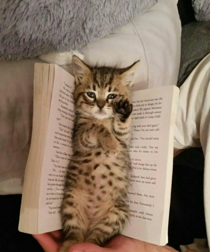 다들 책갈피 쓰고 싶어서 책읽는거 아니냐고요... | 인스티즈