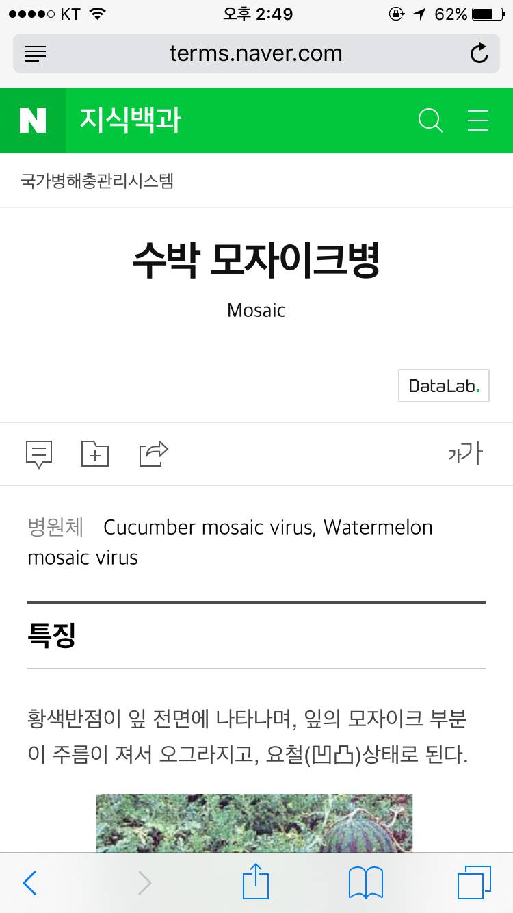 많은 사람들이 모르고있는 수박 모자이크병 | 인스티즈