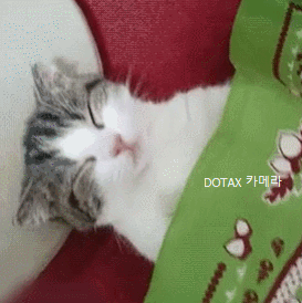 꿈나라 냥이 | 인스티즈