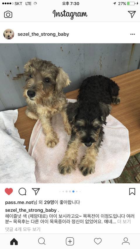 진해유기동물 보호소에 한꺼번에 몇십마리 슈나우저가 구조되어 들어왔어. 하필이면 계속 내리는 비에 온몸이 젖어 덜덜덜 떨고 있대... 한번만 봐줘 | 인스티즈