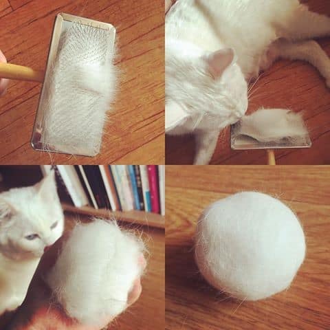 고양이 털로 만든 고양이 | 인스티즈