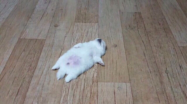 뱀...가시 두더지...하이에나 ..기린.....다람쥐...꼬추 | 인스티즈