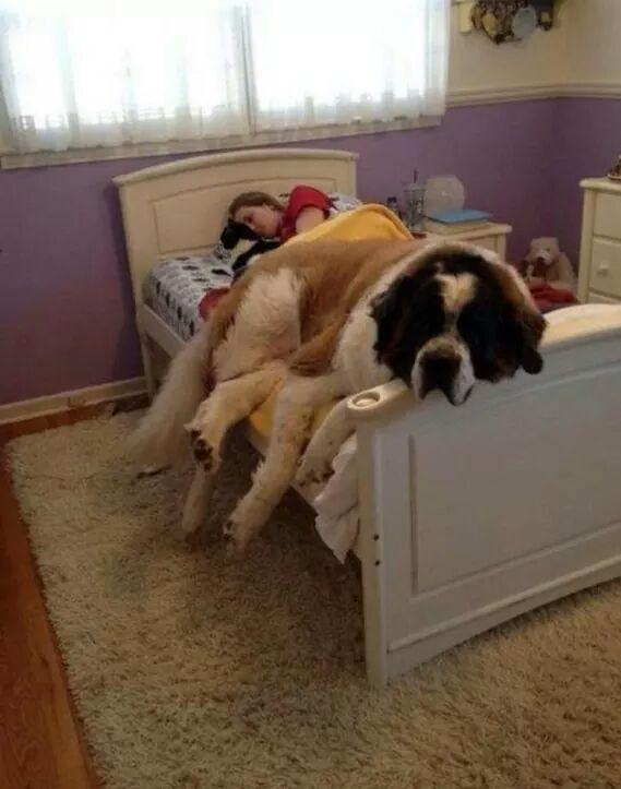 덩치 큰 개들도 자기가 애기인줄 앎.jpg (feat. 대형견의 짱덕포인트) | 인스티즈