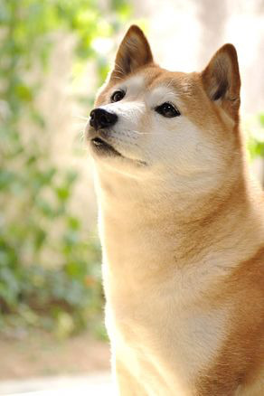 귀여운 시바이누 | 인스티즈