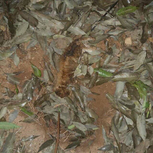 전남 광양시 광양동에서 중딩들 죽은 고양이시체 불태워죽이고 경찰도 그냥 넘어감 (사진있어 조심해) | 인스티즈