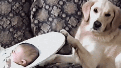 작정하고 귀엽고 사랑스러운 아기와 강아지 모음(심장녹아내림주의) | 인스티즈