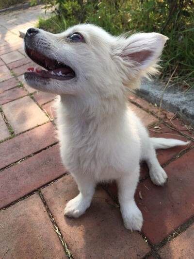 유기견 순님이의 평생 가족이 되실 분을 찾습니다 | 인스티즈