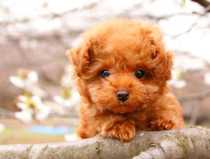 꽃냄새맡는 강아지.jpg(심쿵사 주의) | 인스티즈