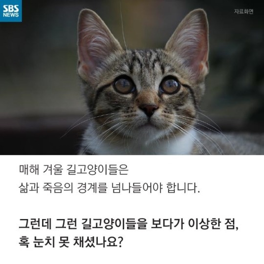 &#34;살찐 거 아니에요 부은 거예요&#34;(길고양이) | 인스티즈