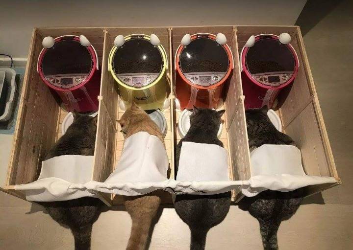 고양이들이 서로 밥을 뺏어먹길래 고안해낸 방법 | 인스티즈