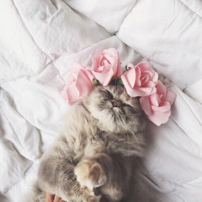Tumblr : #cat #pink | 인스티즈