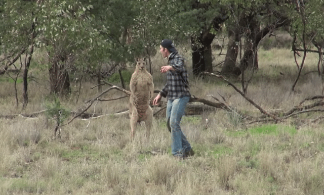 개에게 헤드락 걸고 있는 캥거루와 맨손으로 맞짱 뜬 사육사.gif | 인스티즈
