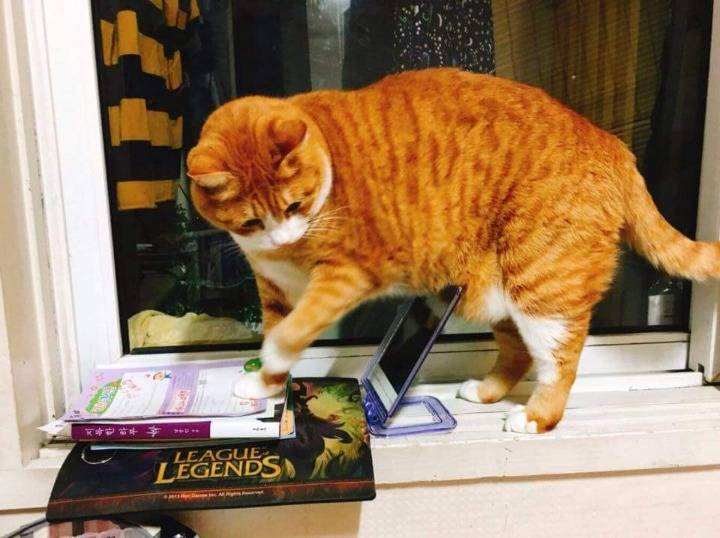 냐옹이의 뱃살때문에 생긴 일.jpg | 인스티즈