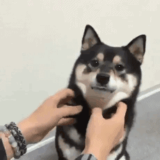 학습하는 댕댕이.gif | 인스티즈