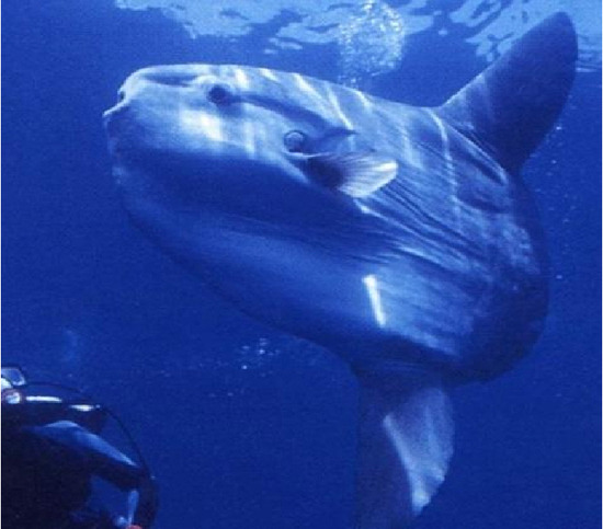 바다 가면 흔하게 볼 수 있는 한 덩치 하는 것들 | 인스티즈