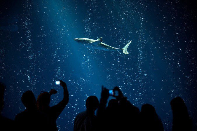 전세계 수족관에 백상아리가 없는 이유.jpgif | 인스티즈