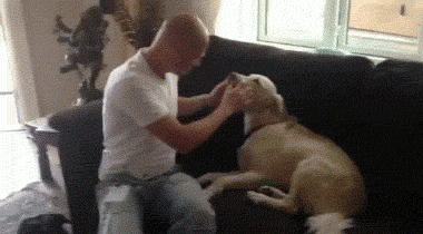 고양이 VS 개 민첩성 대결 | 인스티즈