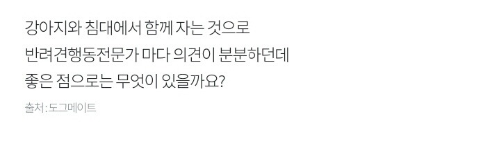 강아지와 침대에서 함께 자면 좋은이유 7가지 | 인스티즈