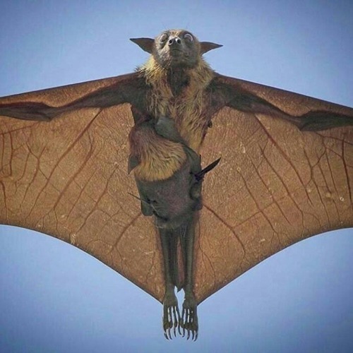 호주 대형 박쥐 비행 모습 | 인스티즈