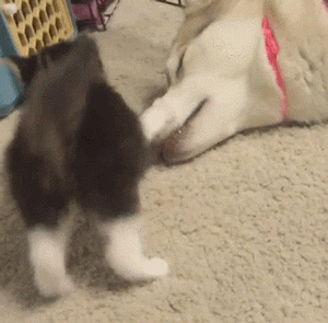 시베리아 허스키를 엄마처럼 따르는 아기고양이(10덕사주의) | 인스티즈