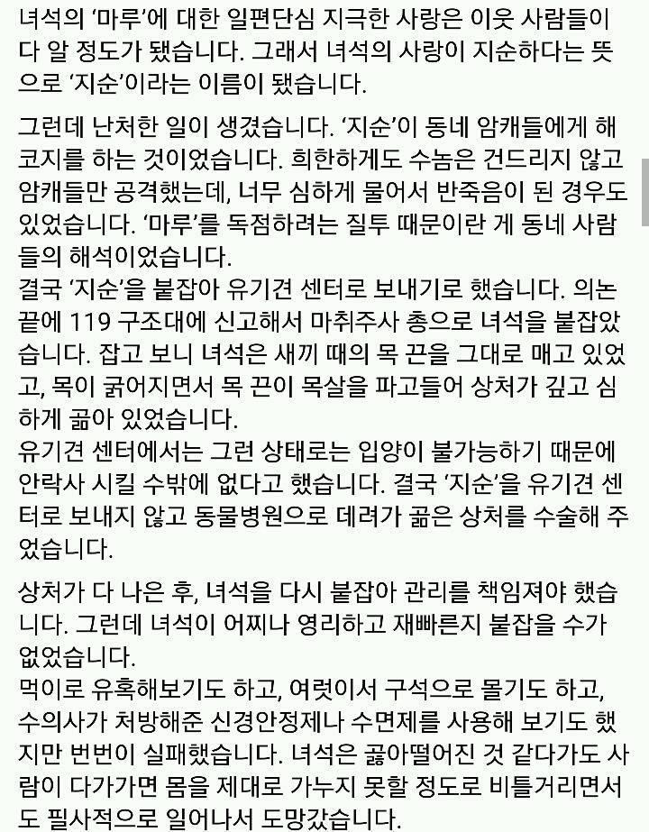 문재인 반려견 마루♡지순의 이야기 | 인스티즈