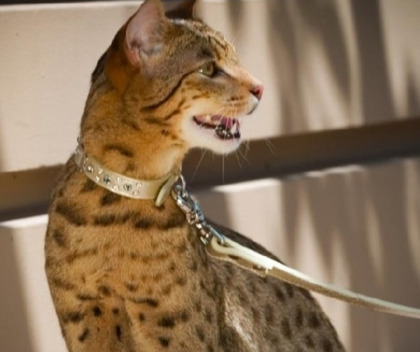 상류층만 키운다는 사바나캣 | 인스티즈