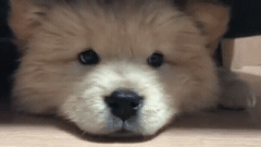 나인뮤지스 경리가 키우는 강아지 ㅠ 귀엽긔 ㅠ.jpgif | 인스티즈